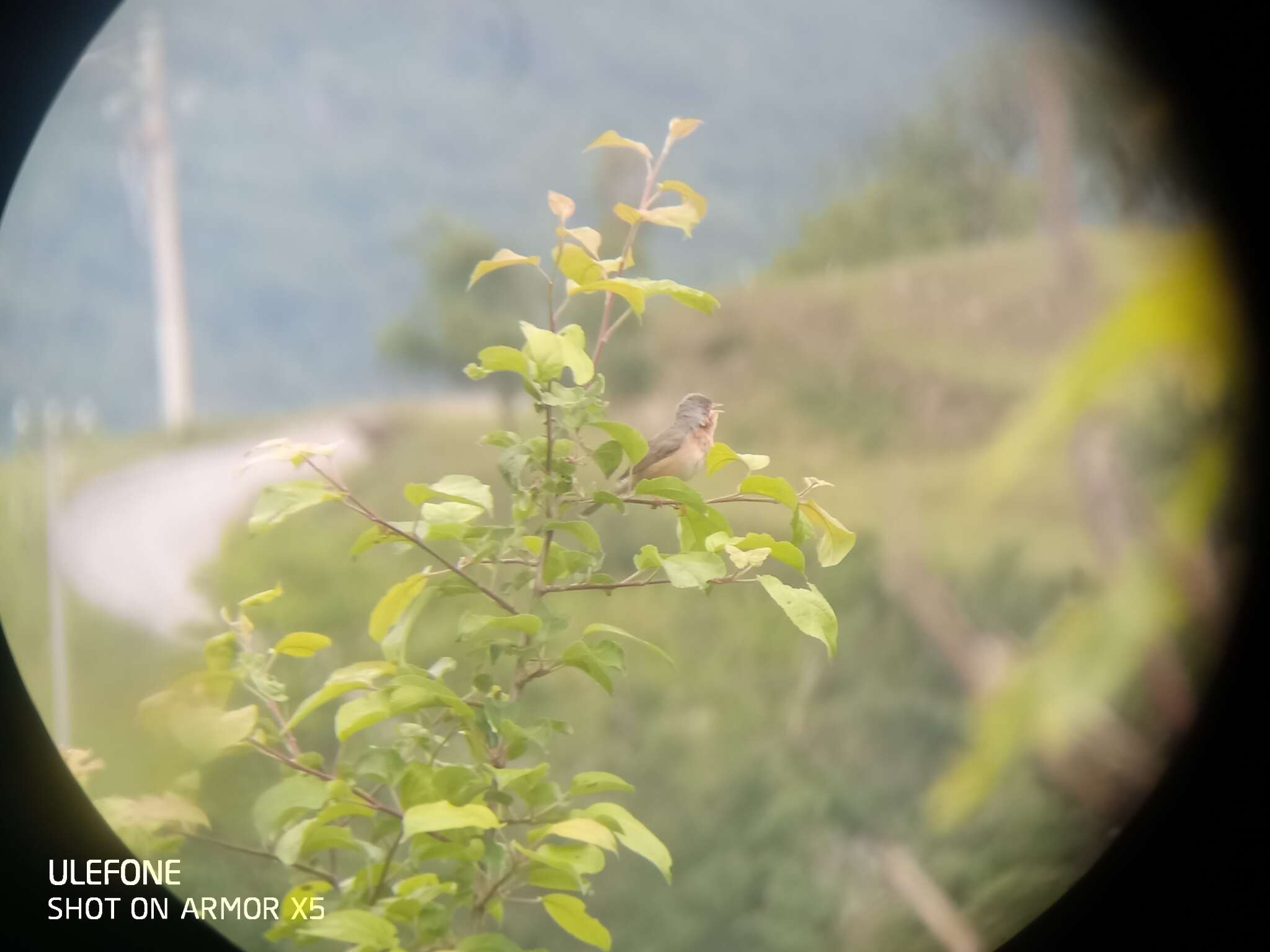 Image of Moltoni's Warbler