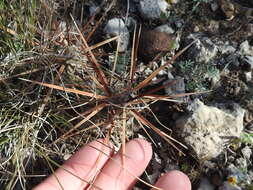 Image of Schott's Prickly-pear Cactus