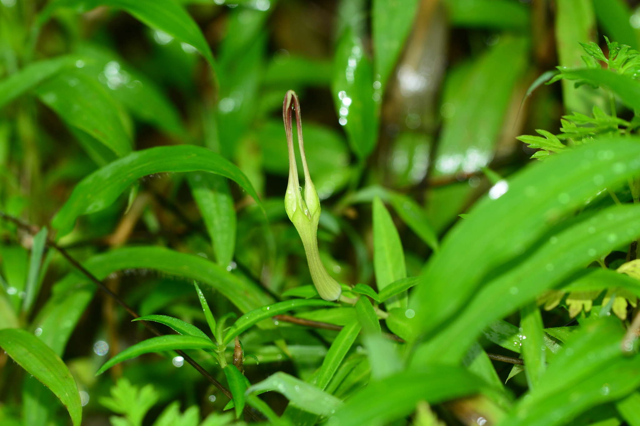 Image de Ceropegia attenuata Hook.