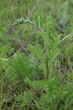 Image of Siberian wormwood