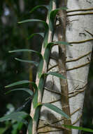 Image of Freycinetia excelsa F. Muell.