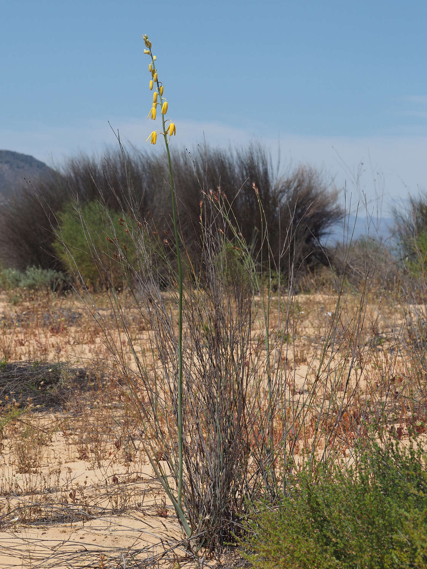 Image de Albuca clanwilliamae-gloria U. Müll.-Doblies