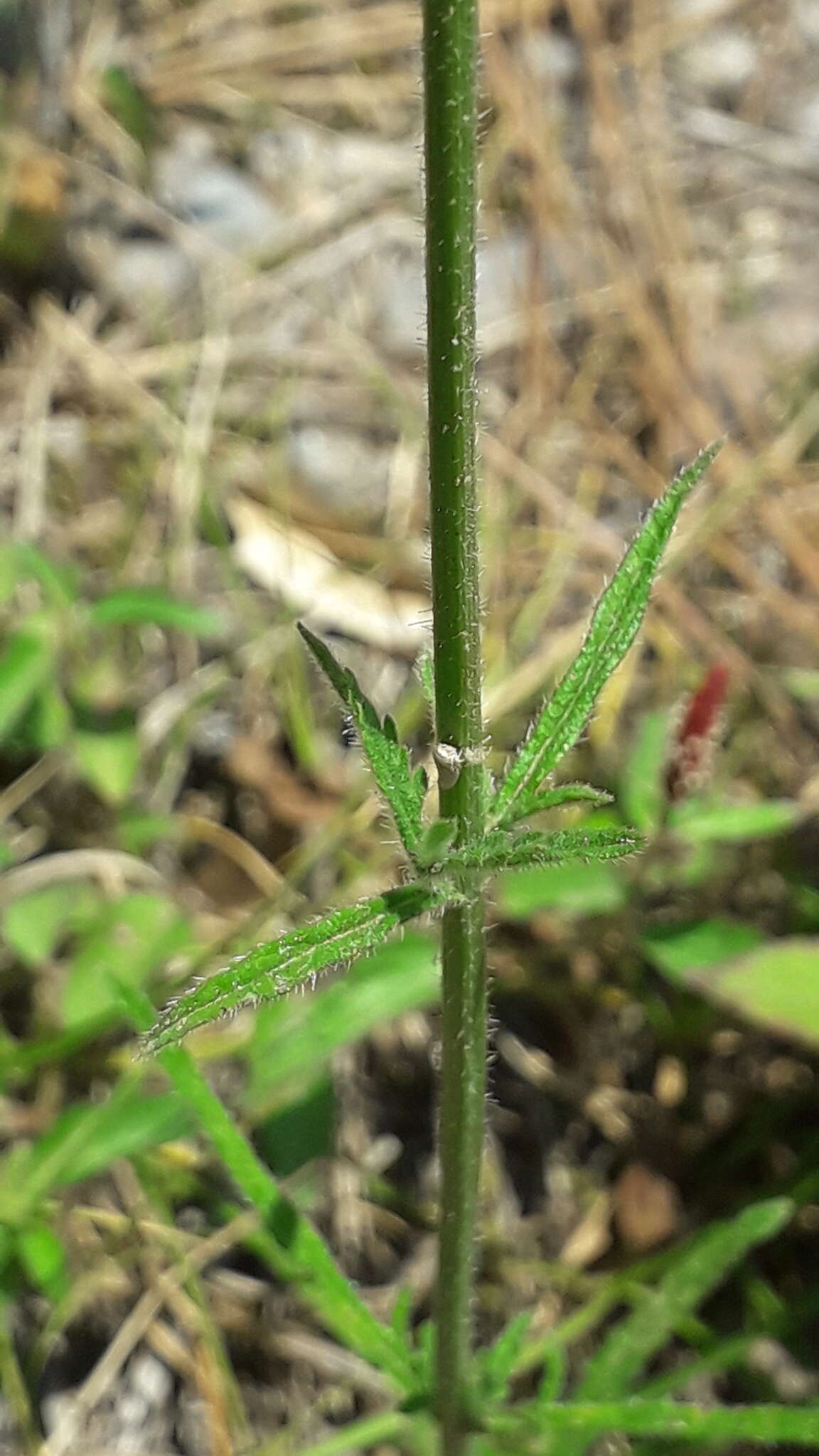 Sivun Verbena neomexicana (A. Gray) Briq. kuva