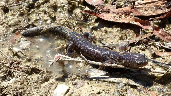 Image of Smallmouth Salamander