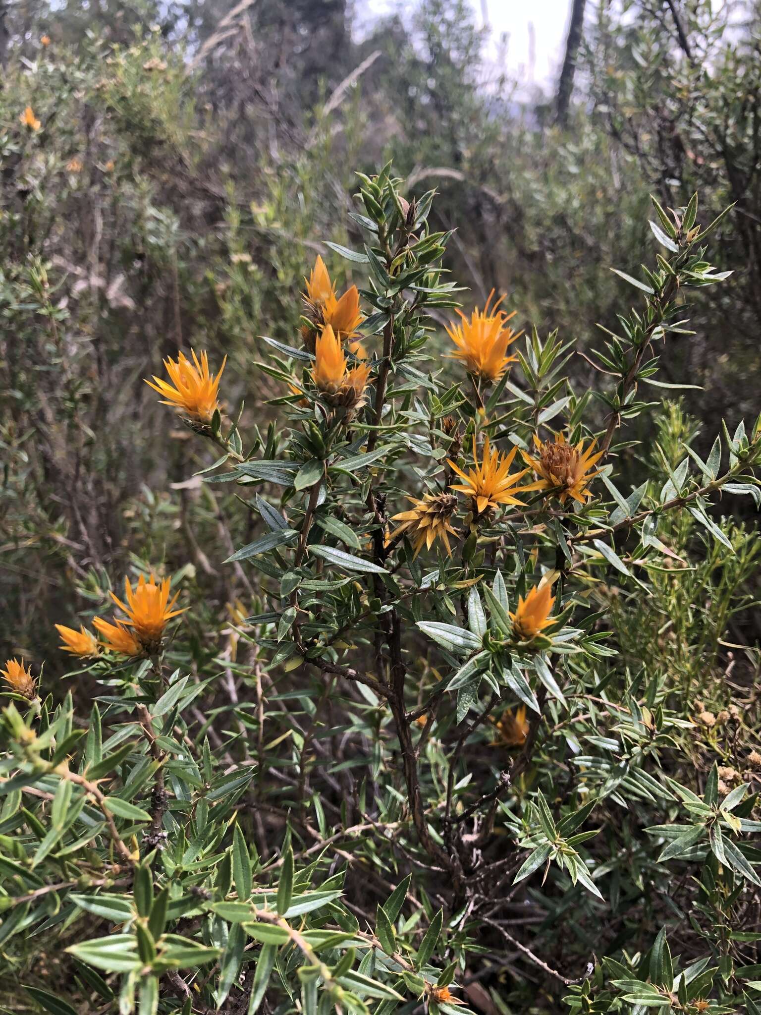 Image of Chuquiraga parviflora (Griseb.) Hieron.