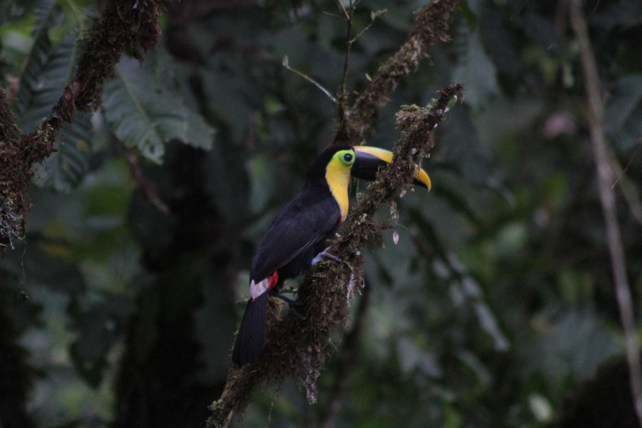 Image of Choco Toucan