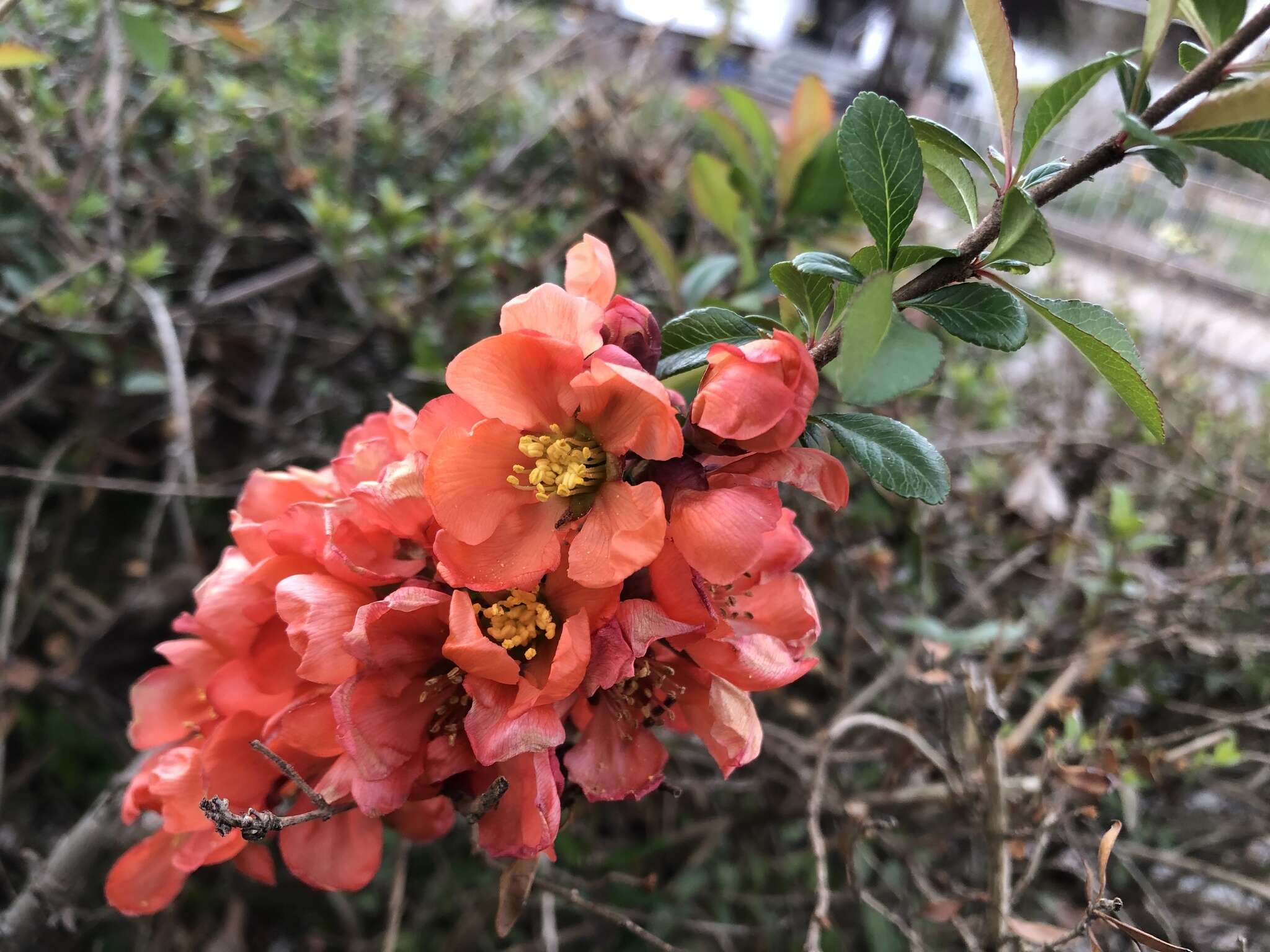 Image of flowering quince