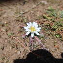 Image of Hypochaeris echegarayi Hieron.