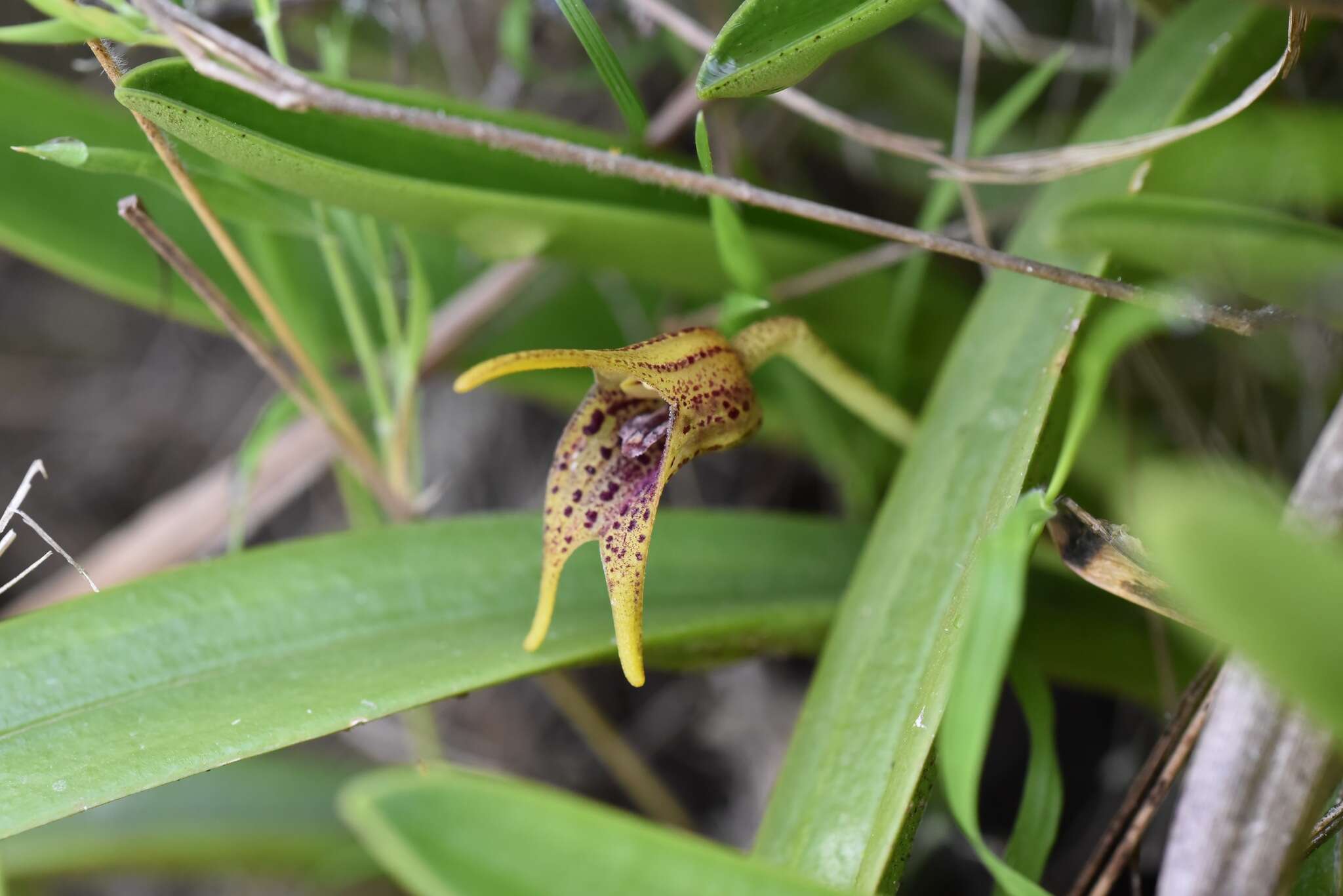 Image de Masdevallia bonplandii Rchb. fil.