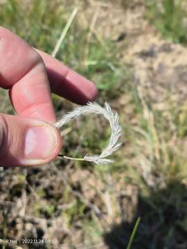 Image of Wire grass