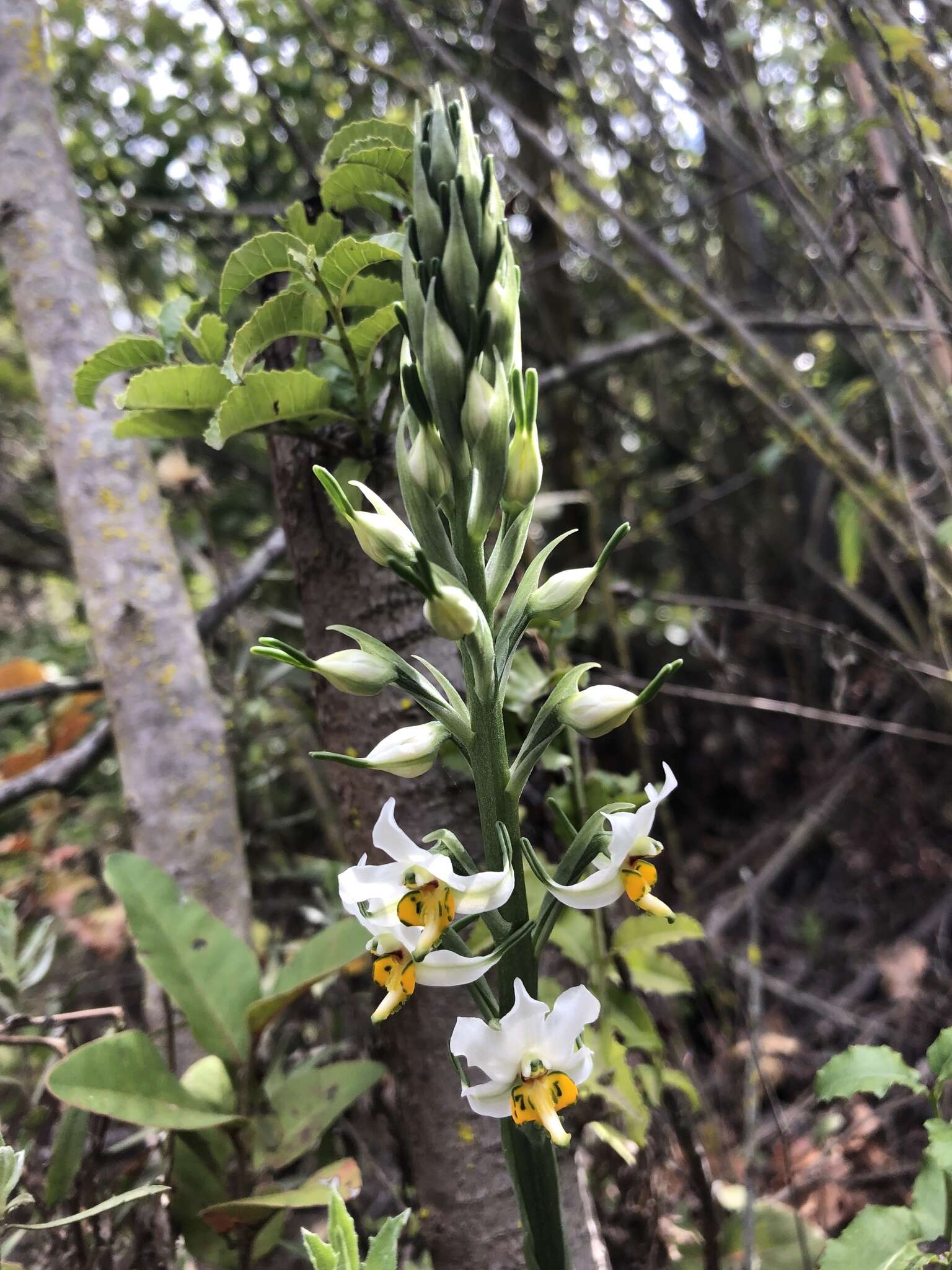 Plancia ëd Gavilea longibracteata (Lindl.) Sparre ex L. E. Navas