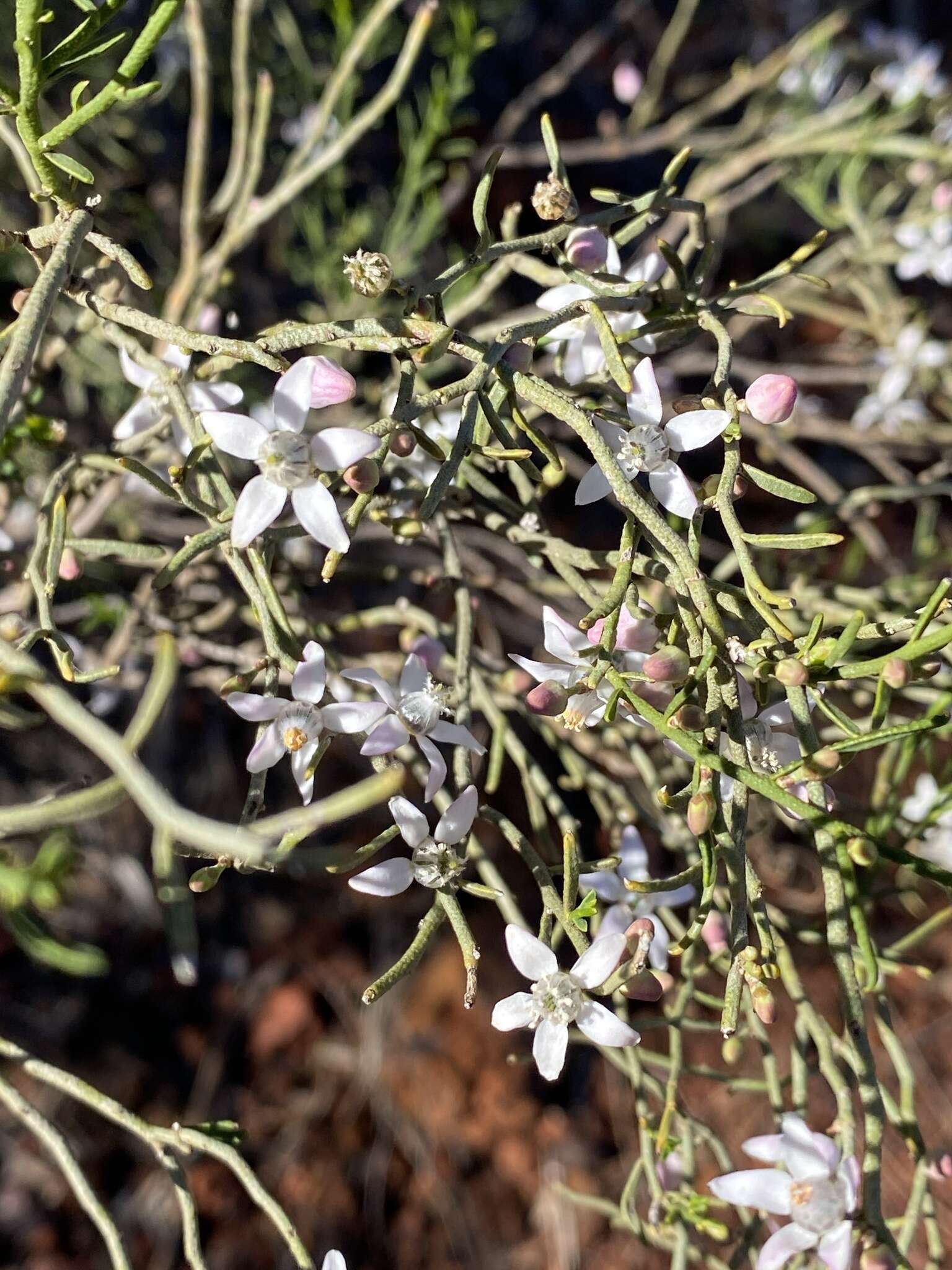 Image of Philotheca brucei (F. Müll.) Paul G. Wilson