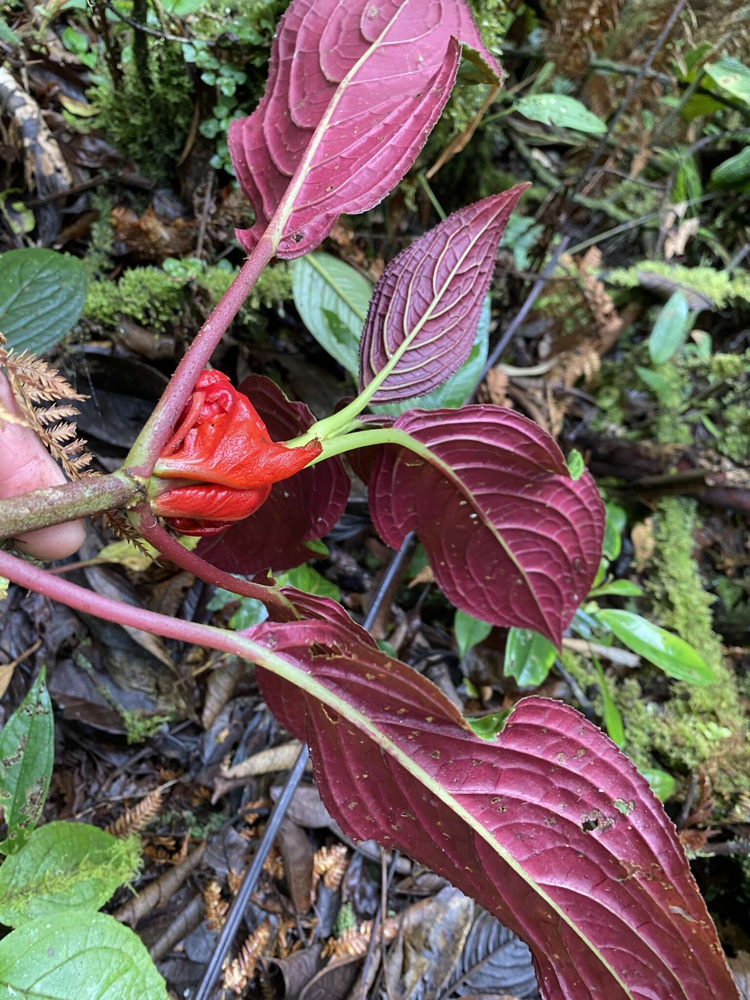 Glossoloma tetragonoides (Mansf.) J. L. Clark的圖片