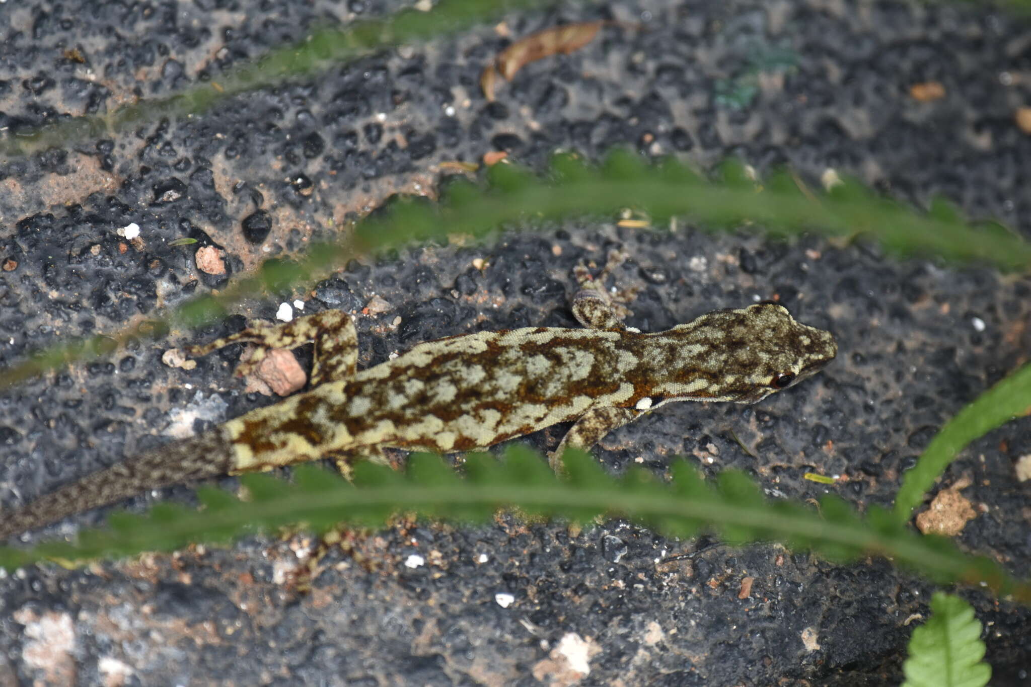 صورة Lygodactylus rex Broadley 1963