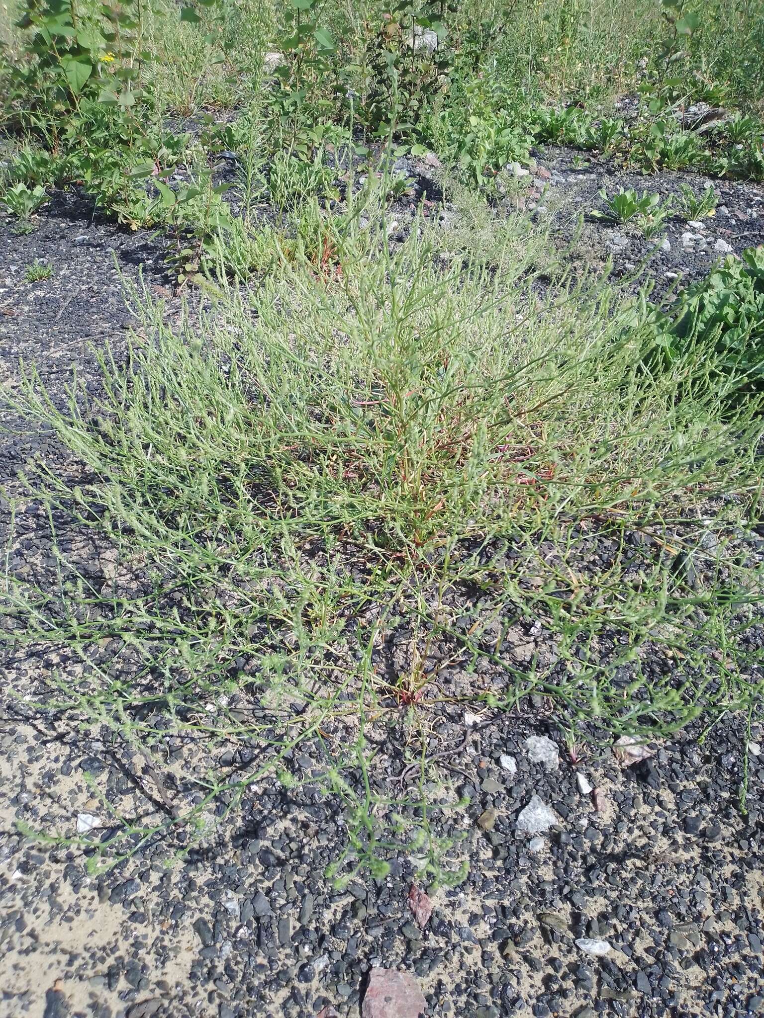 Image of Hyssop-Leaf Bugseed