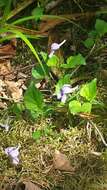 Imagem de Viola rostrata Pursh