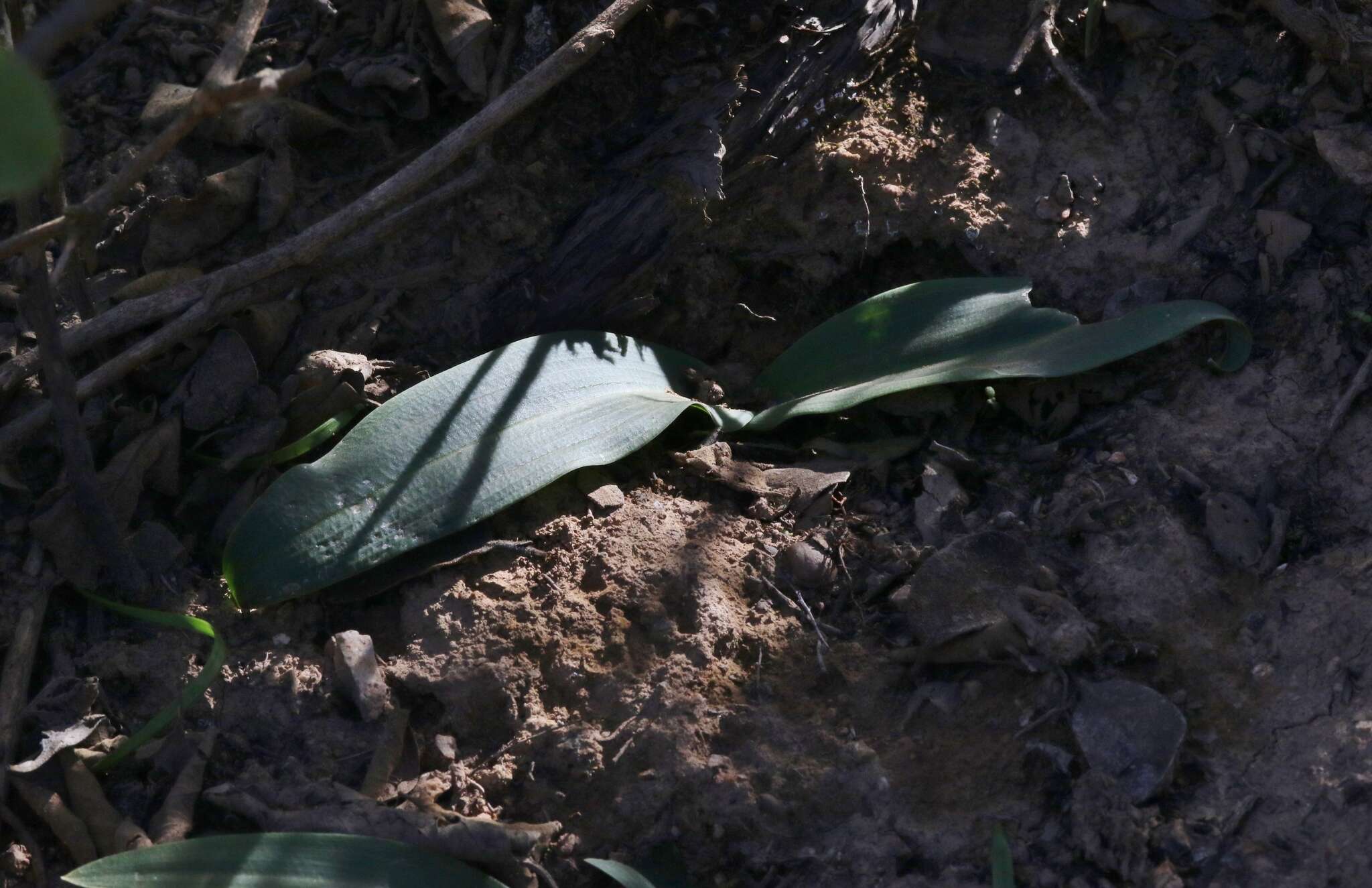 Image of Cooper's rein orchid