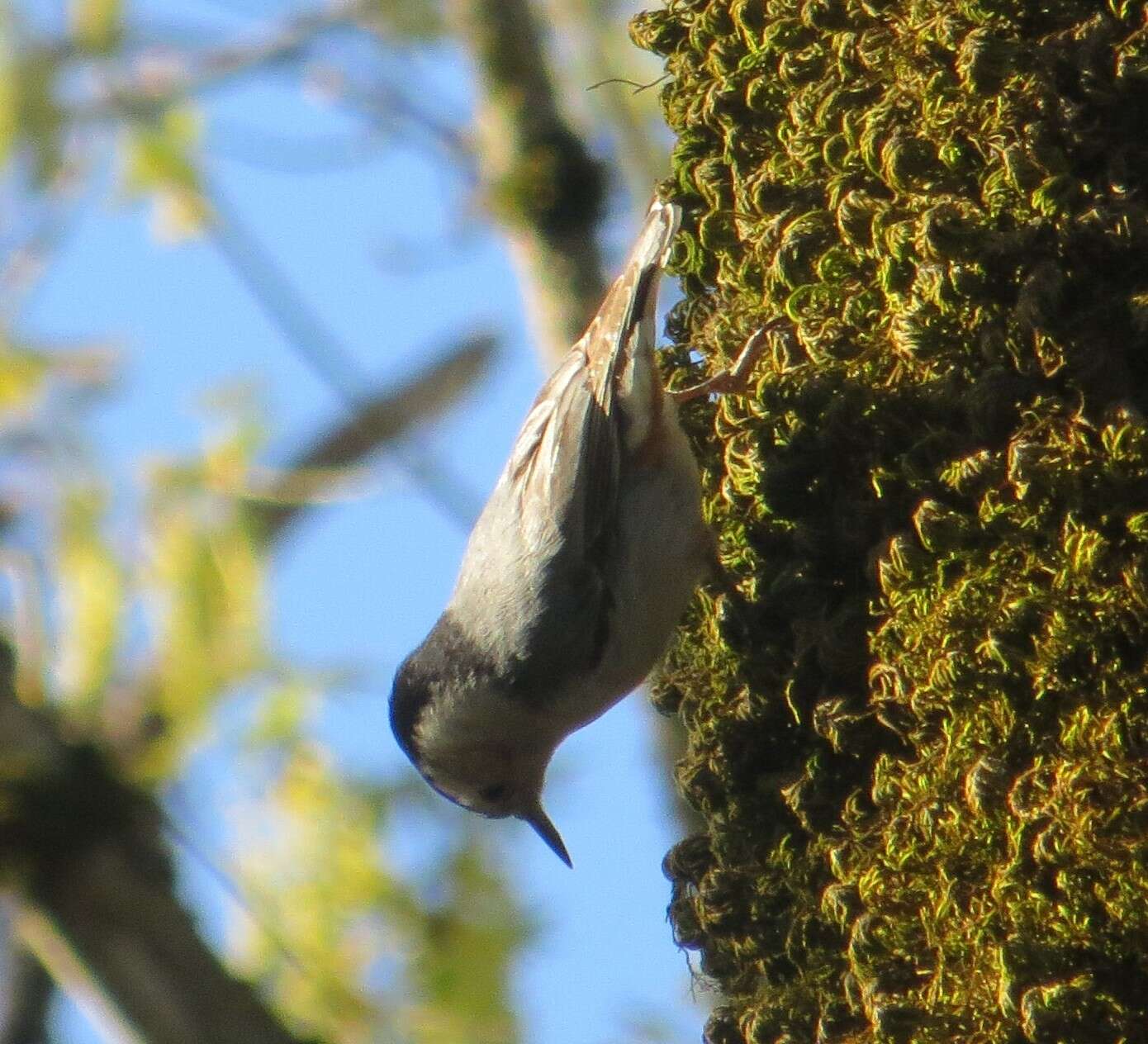 Imagem de Sitta carolinensis aculeata Cassin 1856