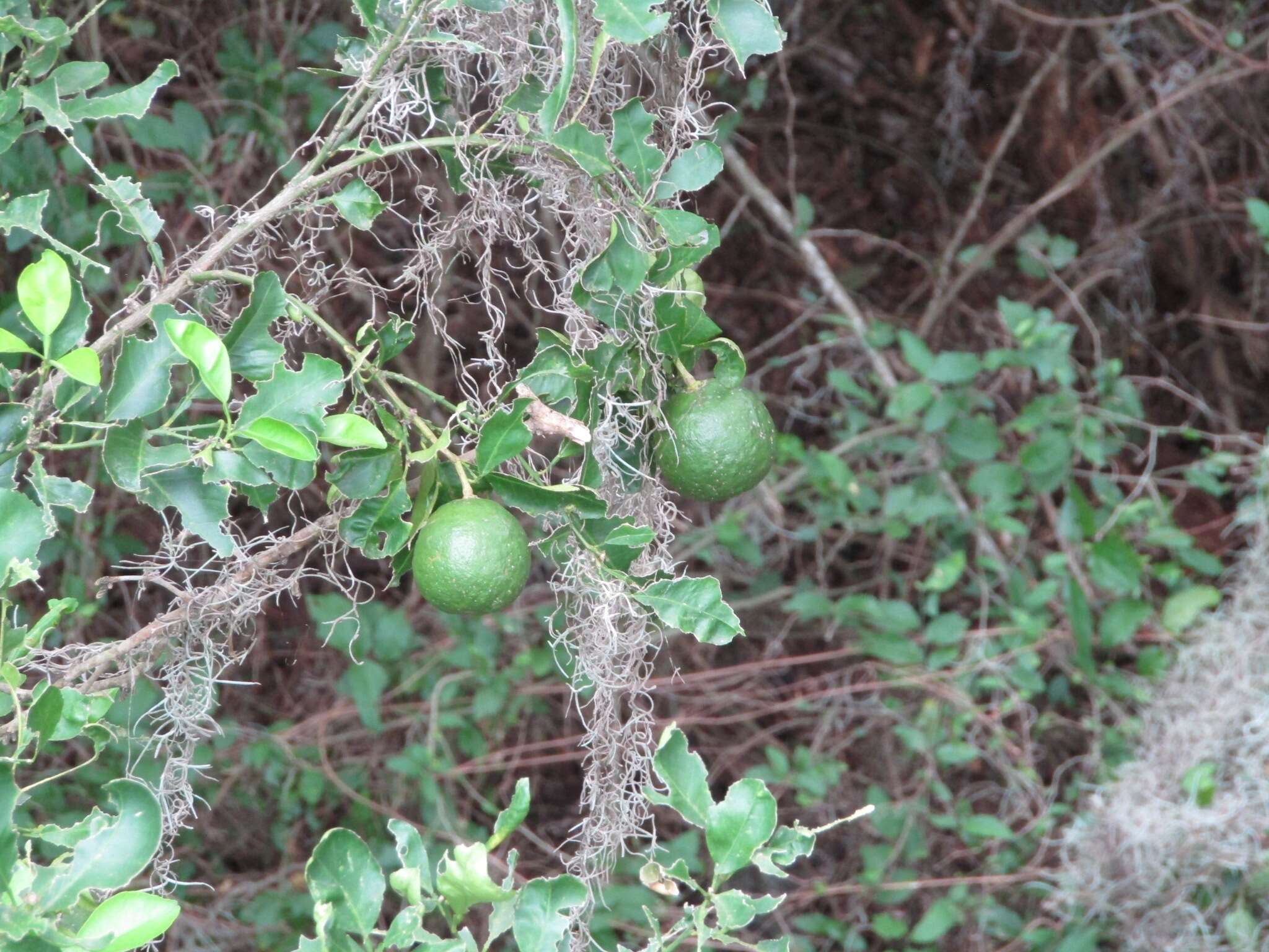 Image of Persian lime