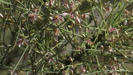 Imagem de Moringa peregrina (Forsk.) Fiori