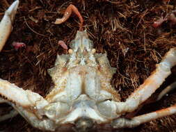 Image of Pacific lyre crab