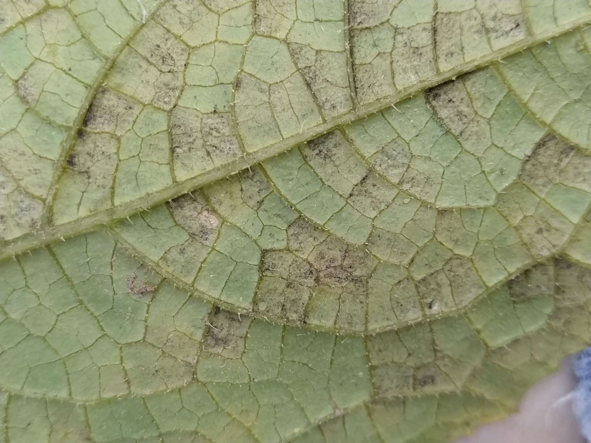 Image of Pseudoperonospora cubensis