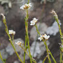 Image of Crambe tamadabensis A. Prina & A. Marrero