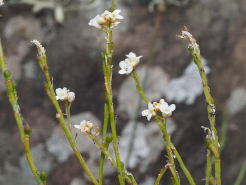 Image of Crambe tamadabensis A. Prina & A. Marrero