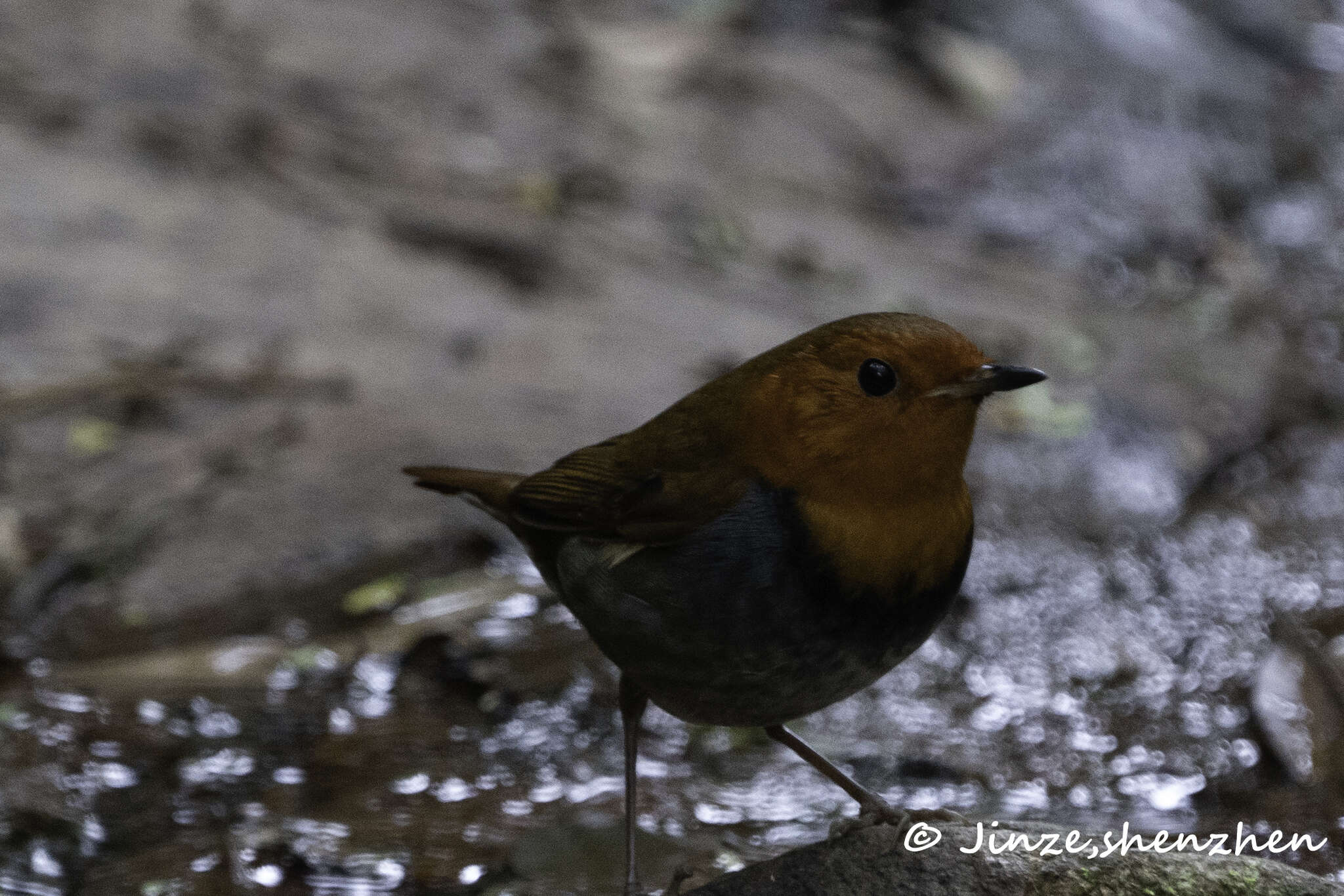 Image of Japanese Robin