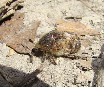 Image of Bumble Flower Beetle