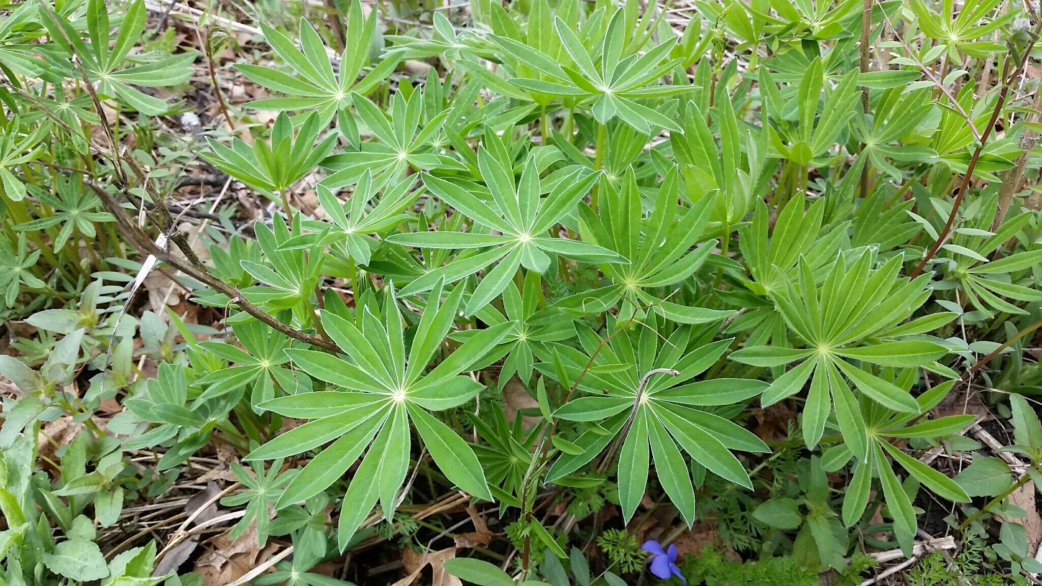 Image of sundial lupine