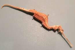 Image of ruby seadragon