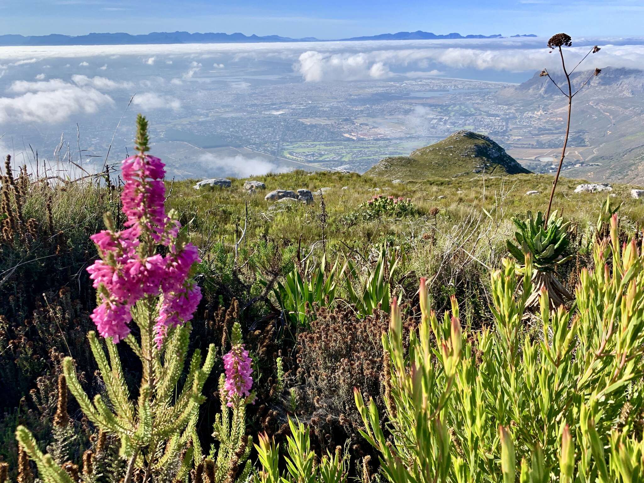 Image of Erica abietina subsp. constantiana E. G. H. Oliv. & I. M. Oliv.