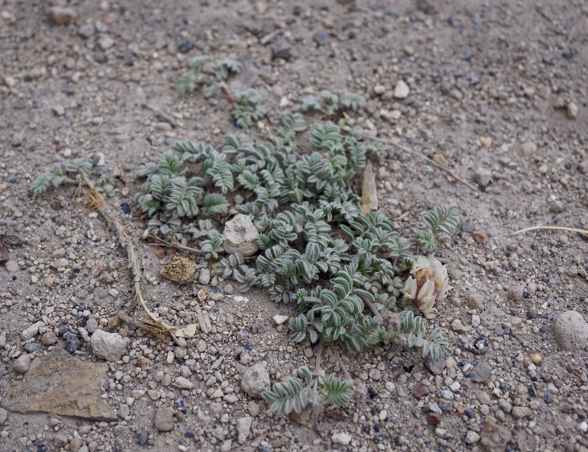 Imagem de Astragalus monoensis Barneby