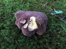 Image of Tylopilus variobrunneus Roody, A. R. Bessette & Bessette 1998