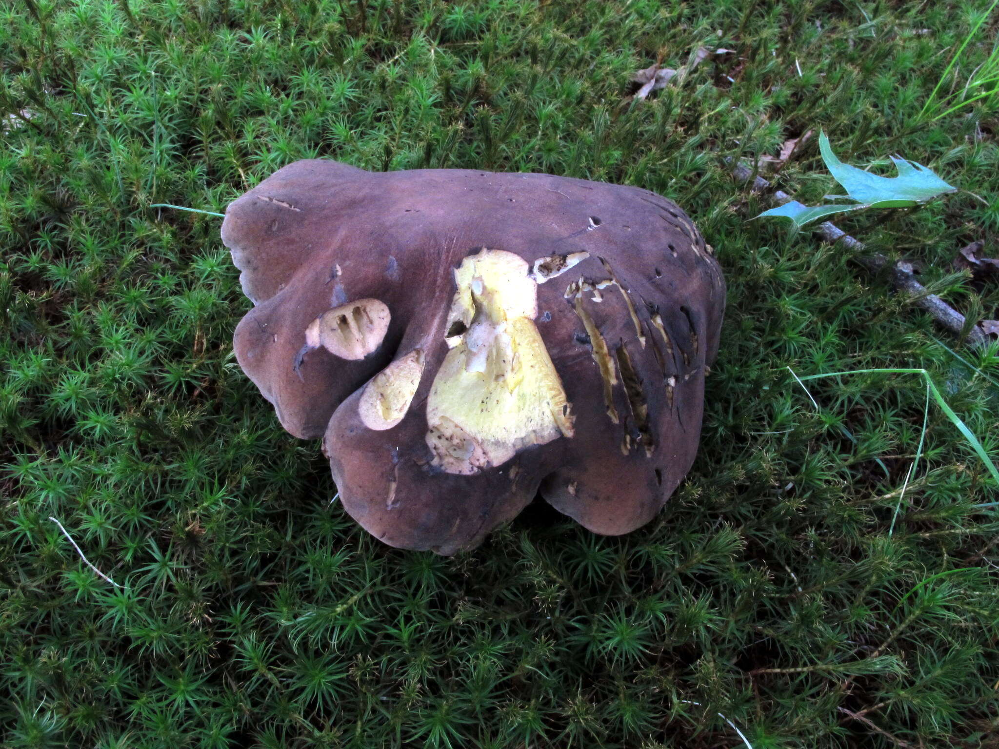 Image of Tylopilus variobrunneus Roody, A. R. Bessette & Bessette 1998