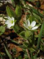 Imagem de Cerastium dichotomum L.