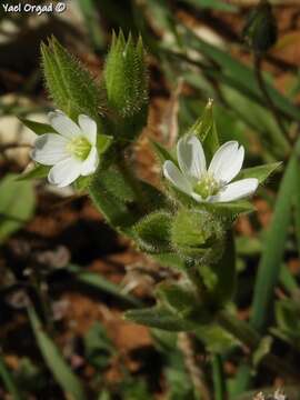 Imagem de Cerastium dichotomum L.