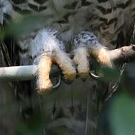 صورة Ninox strenua (Gould 1838)