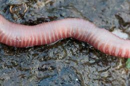 Image of Red wiggler, manure worm, soilution worm, brandling worm, english redworm