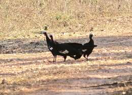 Image of Red-throated Piping Guan