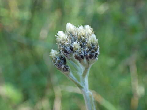 Plancia ëd Antennaria pulcherrima (Hook.) Greene