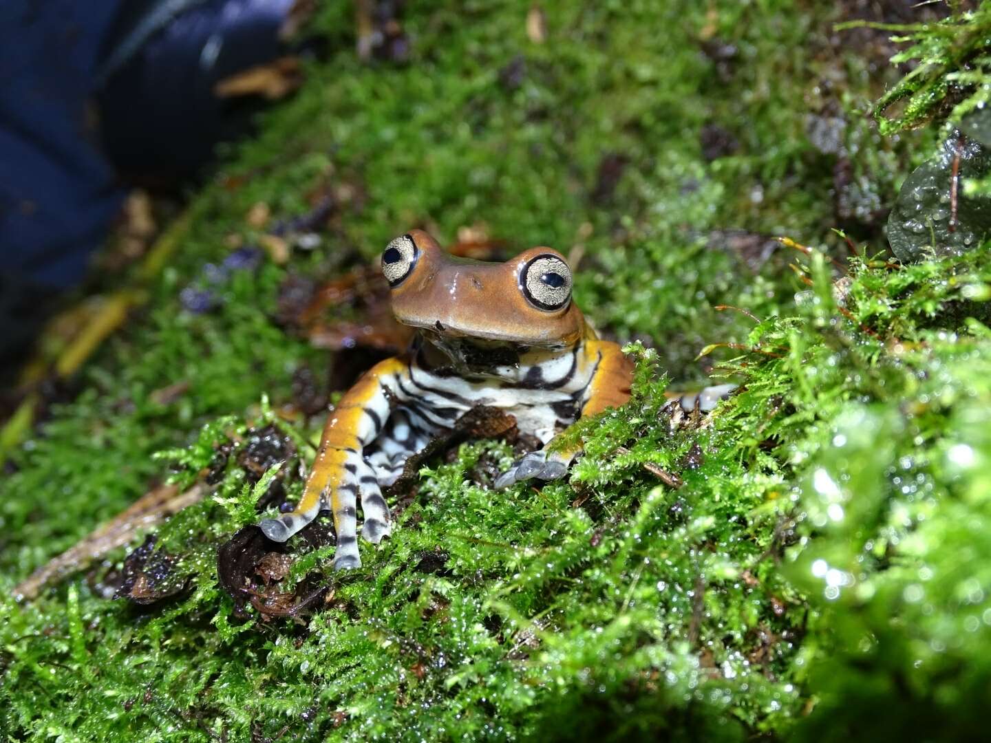 Hyloscirtus larinopygion (Duellman 1973)的圖片