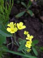 Plancia ëd Brassica rapa subsp. campestris (Linnaeus 1753) Linnaeus 1786