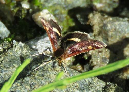 Image of Pyrausta porphyralis Schiffermüller 1775