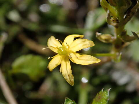 Image of Bulbinella modesta L. B. Moore