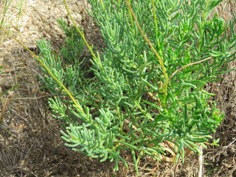 Clappia suaedifolia A. Gray resmi