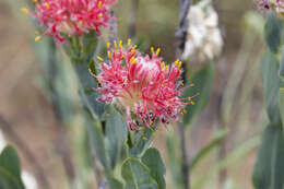 Image of Pimelea decora Domin