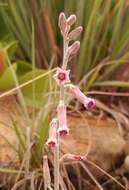 Image of Adromischus umbraticola subsp. umbraticola