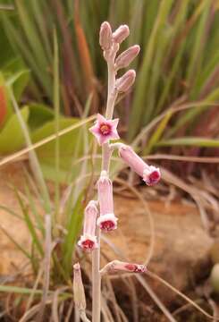 Image of Adromischus umbraticola C. A. Smith